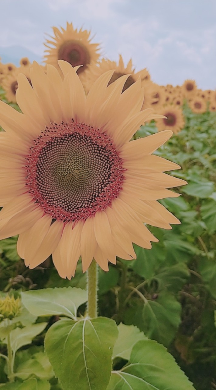🌼徳島香川淡路☺︎︎︎︎雑談など🌼