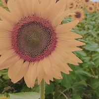 🌼徳島香川淡路☺︎︎︎︎雑談など🌼