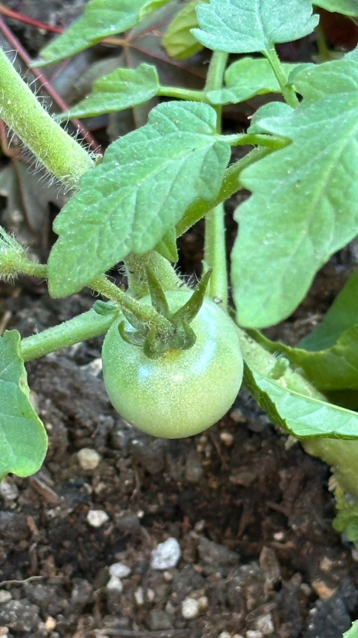 本物の自然農法：無施肥・無農薬栽培のみ