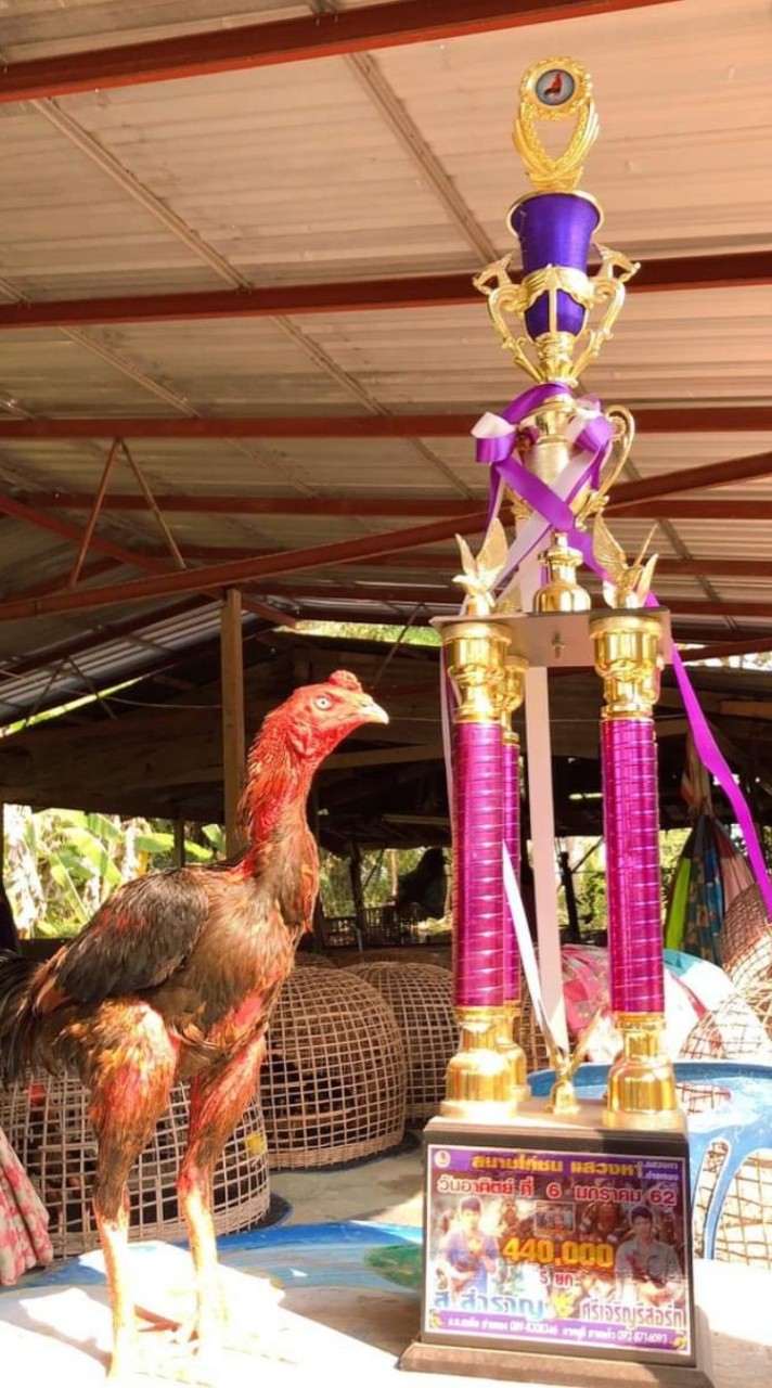 เพชรศักดิ์ชัย​ Gym