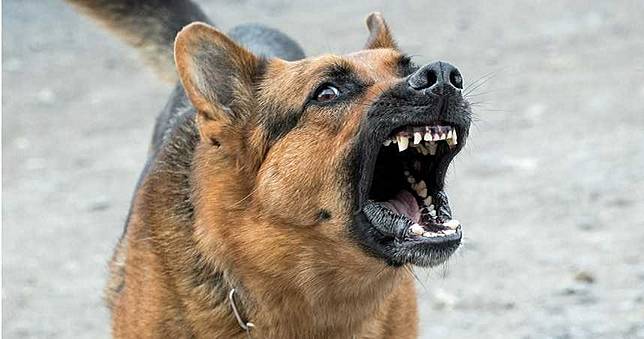10歲男童翻牆撿風箏　慘遭6犬發狂狠咬至死