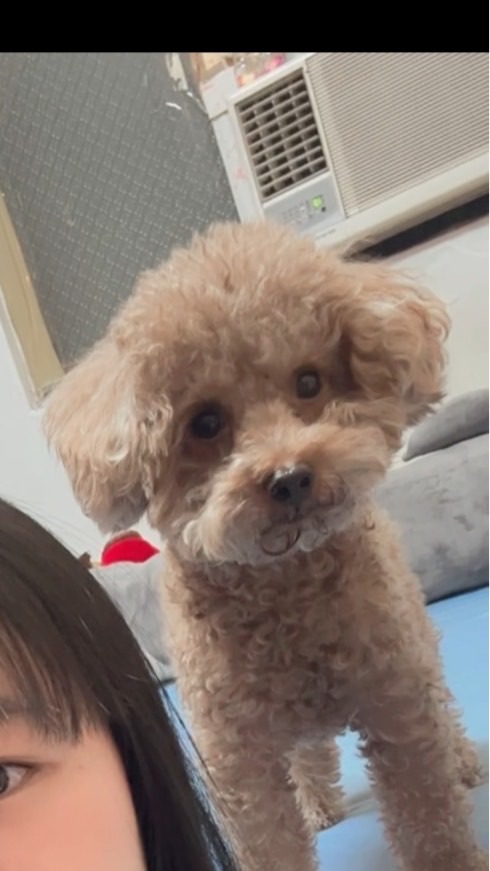 可愛の多多