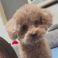 可愛の多多