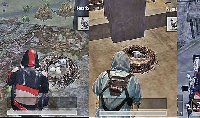 Pubg Mobile 5 Fakta Companion Burung Falcon