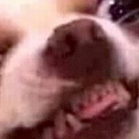 ซีมอดอ-กุ๊ป
