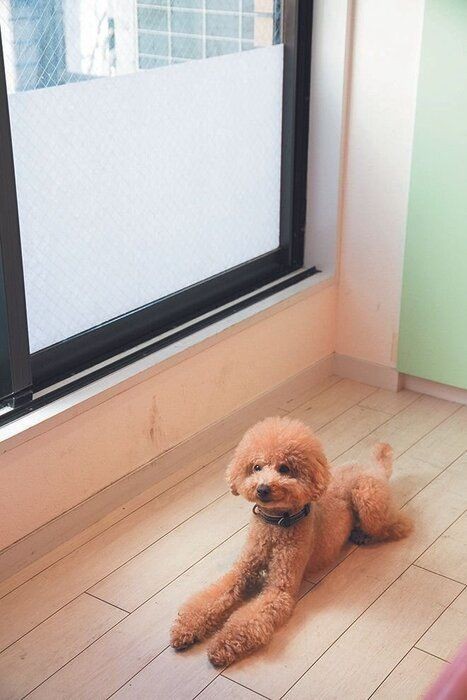 留守番中の犬のムダ吠えに悩む飼い主さんへ アイテム３選 いぬのきもちnews