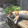 記憶の中には、恋と秘密とサマーソーダ