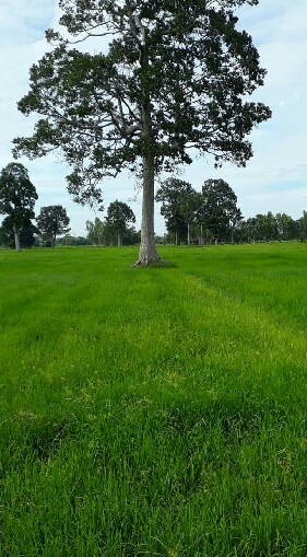 เทคนิคการเกษตร