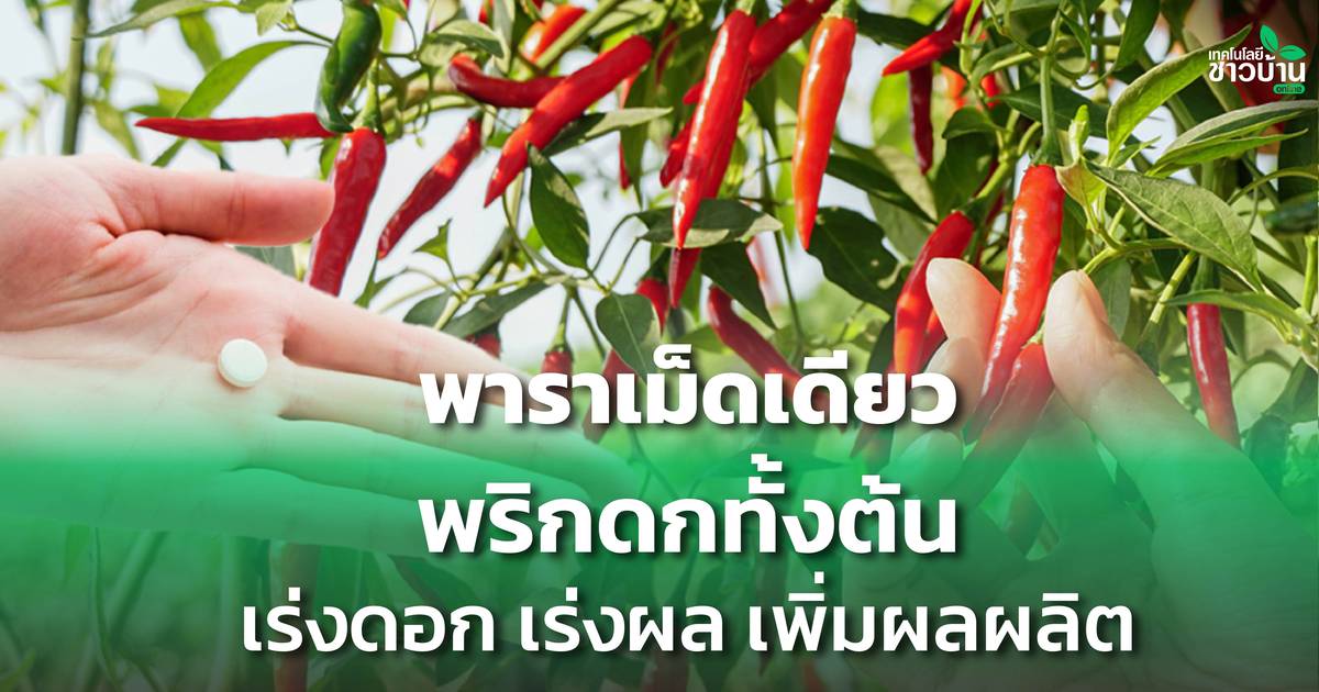 แจกสูตรพาราเม็ดเดียว พริกดกทั้งต้น เร่งดอก เร่งผล เพิ่มผลผลิต | เทคโนโลยีชาวบ้าน