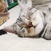 キャットーク（猫好きの為のオープンチャット ）