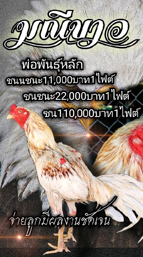 สักทองคำ​ สระบุรีFc