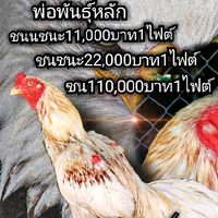 สักทองคำ​ สระบุรีFc