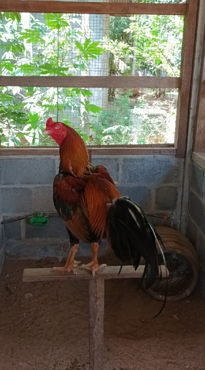 สังคมไก่ชน ส.สกุลเดียวฟาร์มไก่ชน