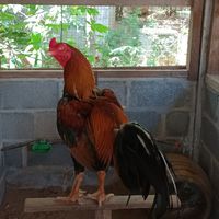 สังคมไก่ชน ส.สกุลเดียวฟาร์มไก่ชน