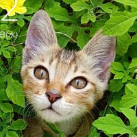 中国語単語を覚える！