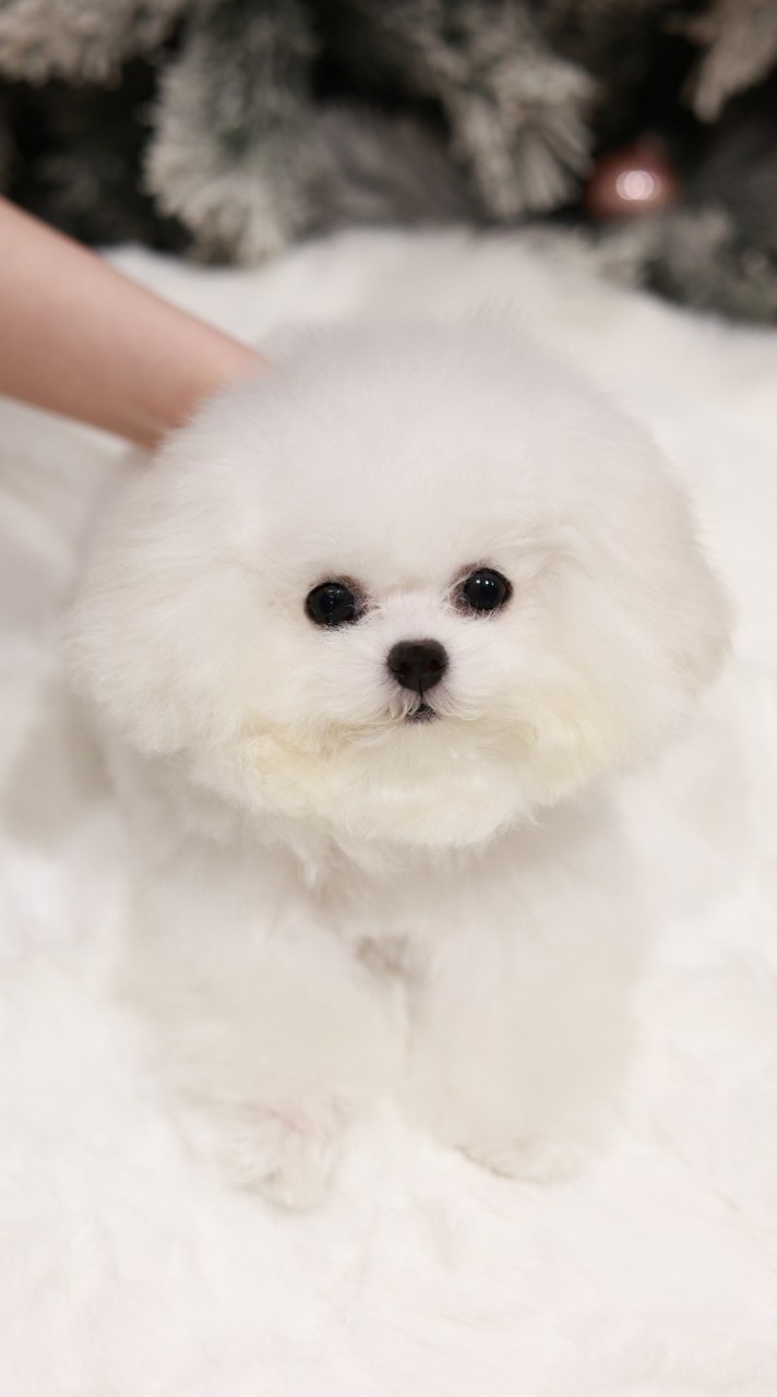 Dream Dog สุนัขนำเข้า 🏅