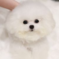 Dream Dog สุนัขนำเข้า 🏅