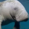 しおのめファンクラブ