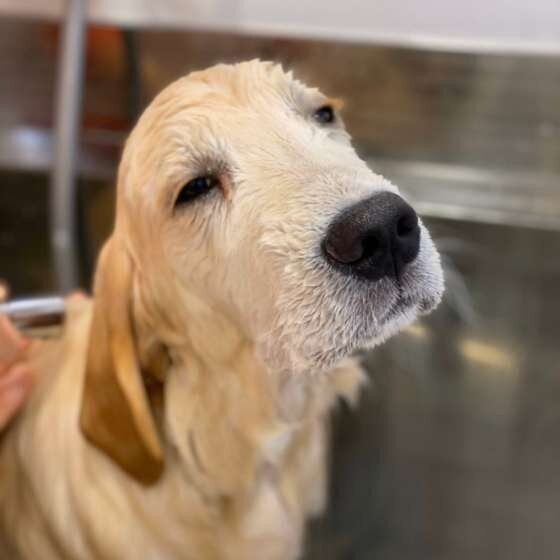 シャンプーをスムーズに行う裏技 かわいいお風呂犬も