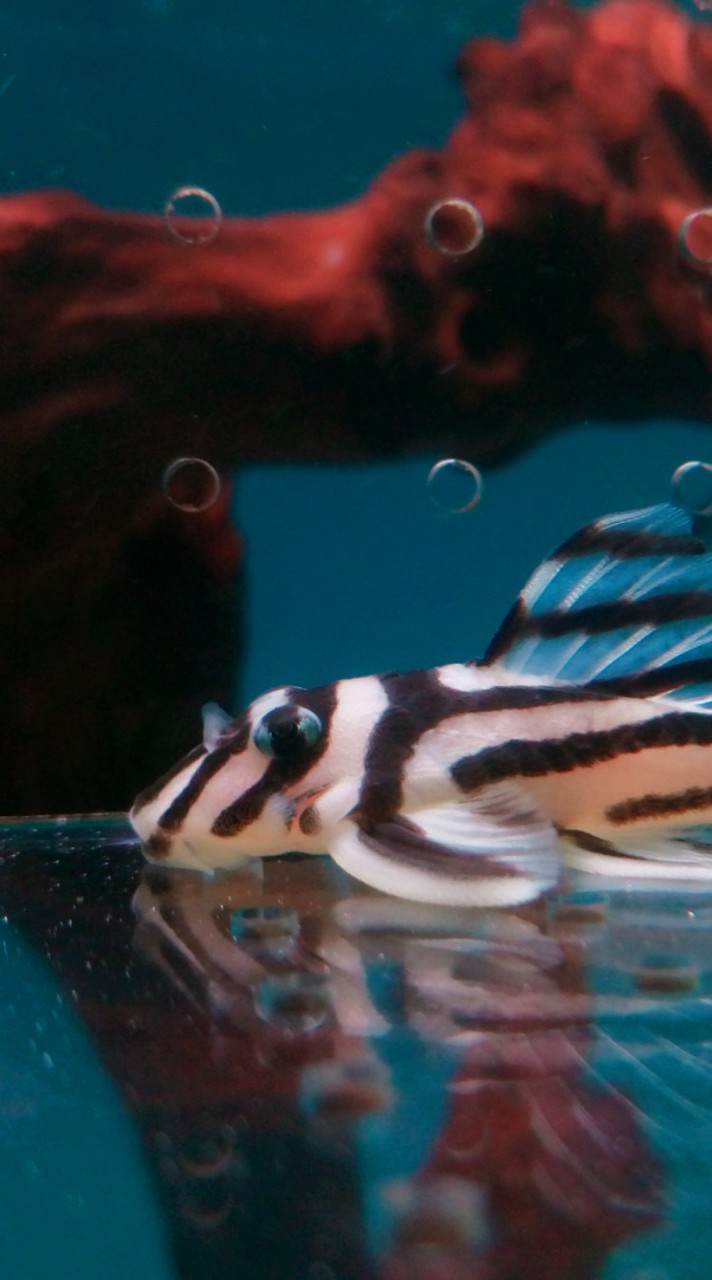 異型館水族工坊