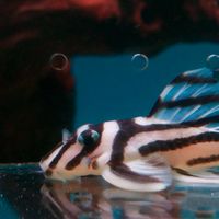 異型館水族工坊
