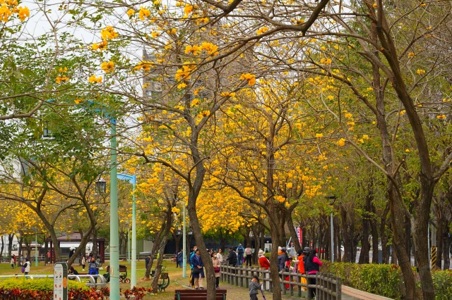 2023廍子公園黃花風鈴木花況,台中最美的黃金公園,廍子公園黃花風鈴木,廍子公園黃花風鈴木花況