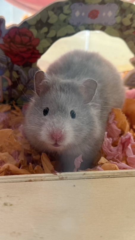 可愛波利大倉鼠的窩