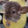 チンチラの世界🎵