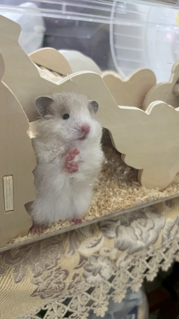 波利寶寶の療癒基地🐹