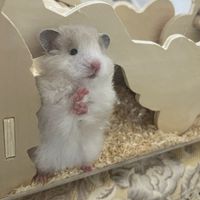 波利寶寶の療癒基地🐹