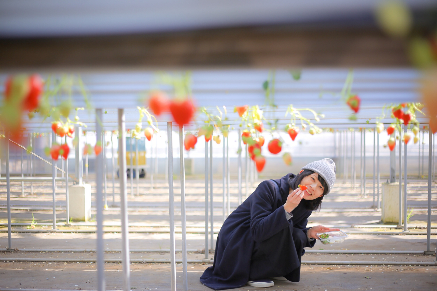 日本草莓季在四月