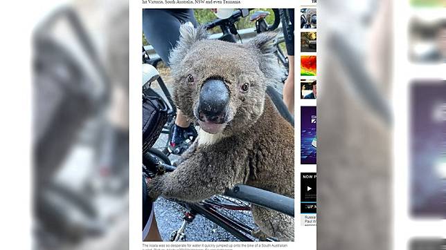 圖／翻攝自News.com.au