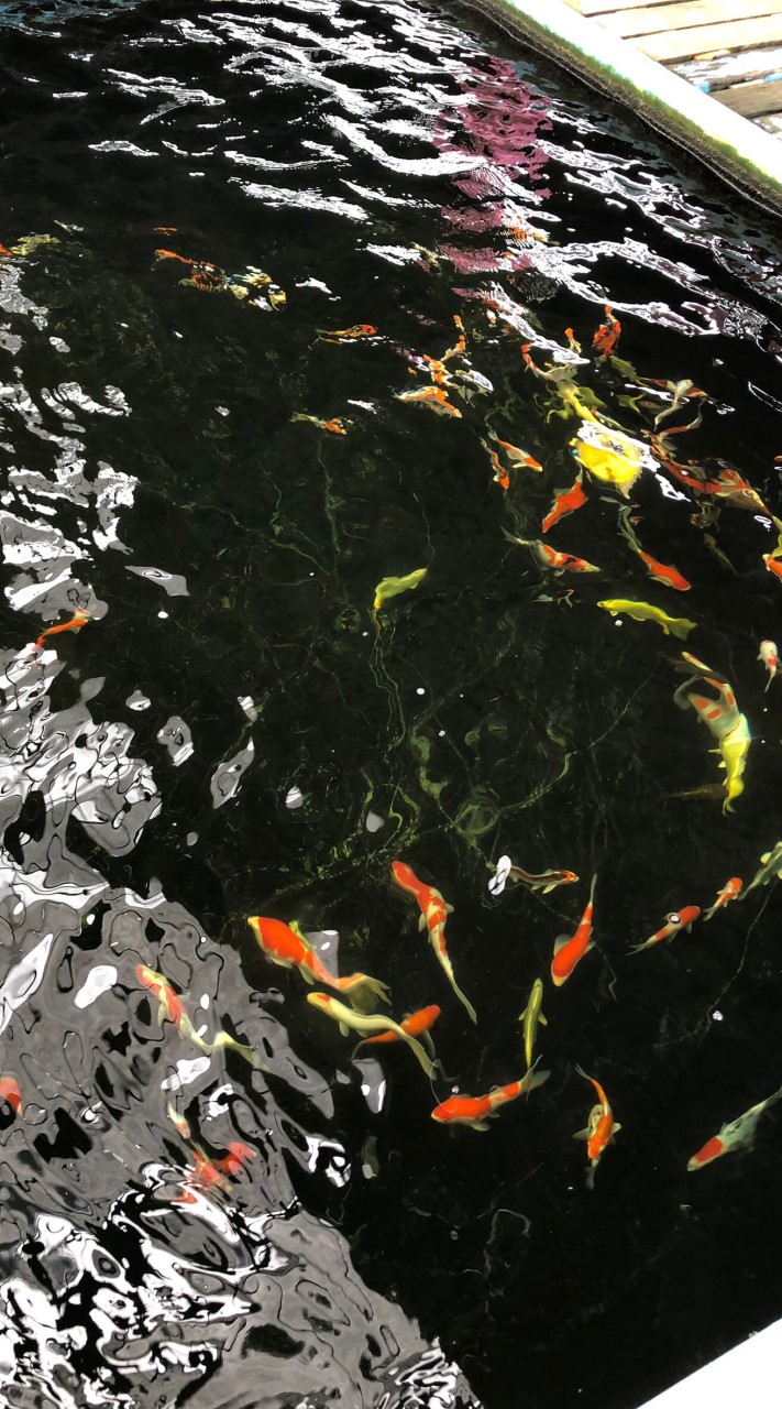 「ห้องประมูล1」Fushigi Koi Farm