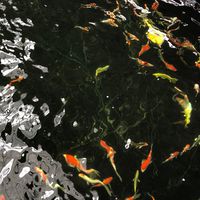 「ห้องประมูล1」Fushigi Koi Farm