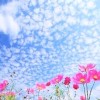 日々是好日🌼【埼玉北関東】のんびり雑談