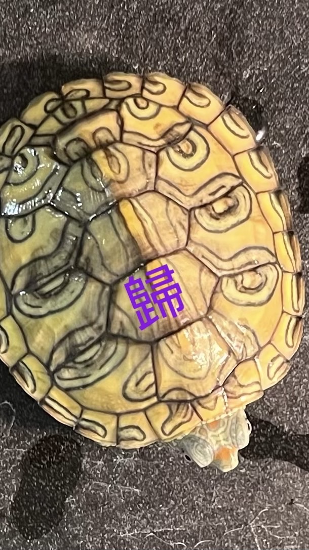 龜心似見