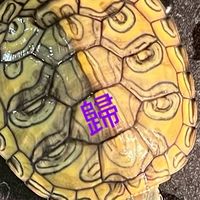 龜心似見