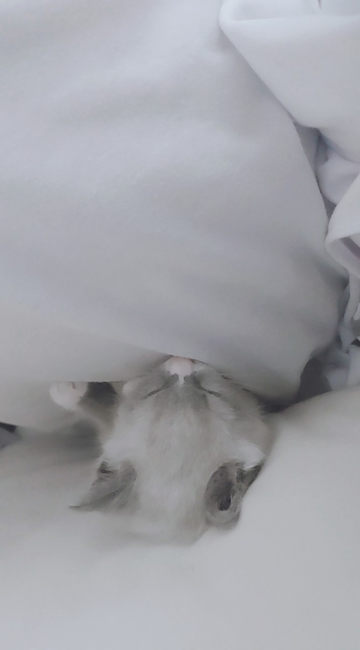 にゃんこ隊🐈‍⬛🐾