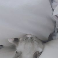 にゃんこ隊🐈‍⬛🐾