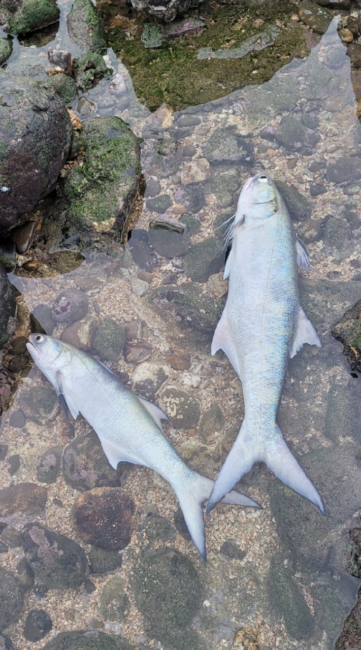 現流！海中和牛--竹午／闊北／黃魚／鯧魚