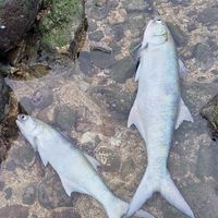 現流！海中和牛--竹午／闊北／黃魚／鯧魚