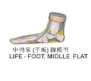 尺寸兩種以上請詢問報價