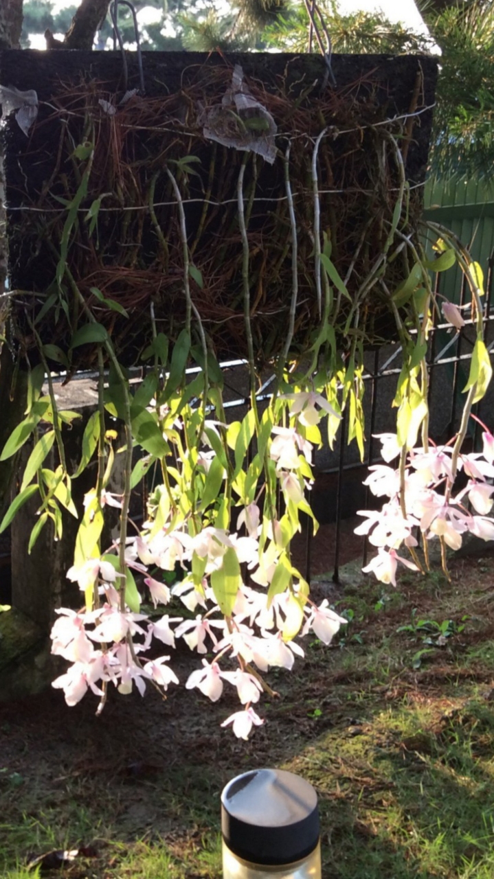 佛系蘭花花友社（蘭花、螃蟹蘭、風雨蘭、非洲紫羅蘭、毬蘭）