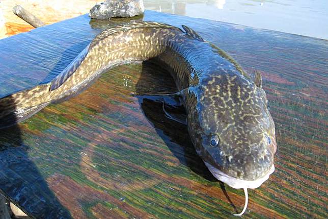 河川汙染釀危機 一年內16種魚類滅絕 最新報告 全球淡水魚數量 自由落體式 驟減 風傳媒 Line Today