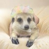 奶寵の祖宗（波利🐭天竺🐹狐獴🐾睡🐭龍貓🐾通心粉🐭鳥🦜便宜購）