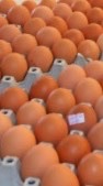 ซื้อ-ขาย ไข่ไก่ ไข่เป็ด ฯ