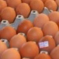 ซื้อ-ขาย ไข่ไก่ ไข่เป็ด ฯ