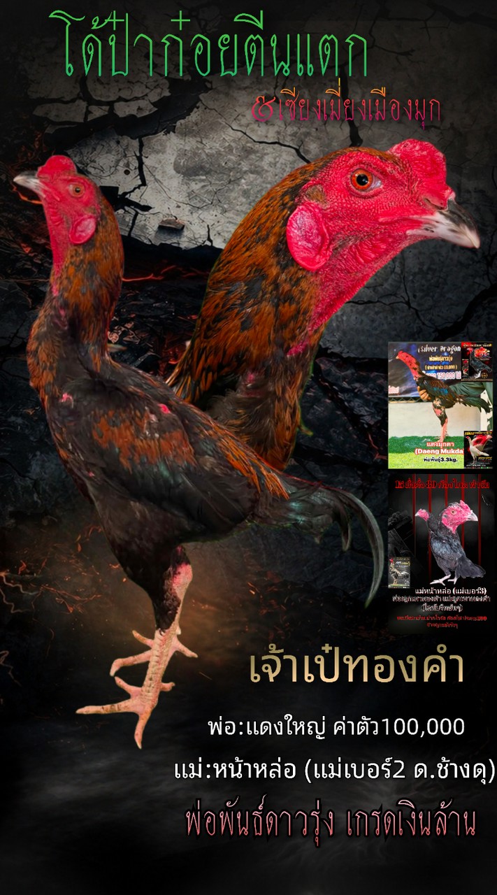 ไก่ลาดเมืองมุก