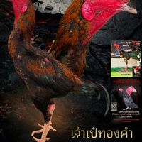 ไก่ลาดเมืองมุก