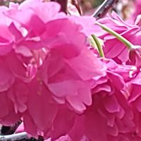 三芝小農